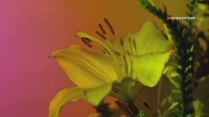 Как Выращивать Лилии в Домашних Условиях 🌺