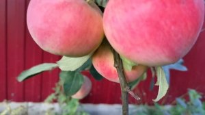 сорт яблони "Сувенир Алтая"