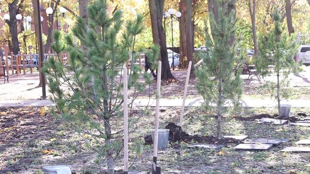 Высадка кедров и мемориал смотреть онлайн