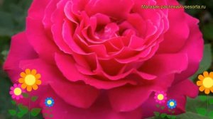 Роза чайно-гибридная Веласкес. Краткий обзор, описани?