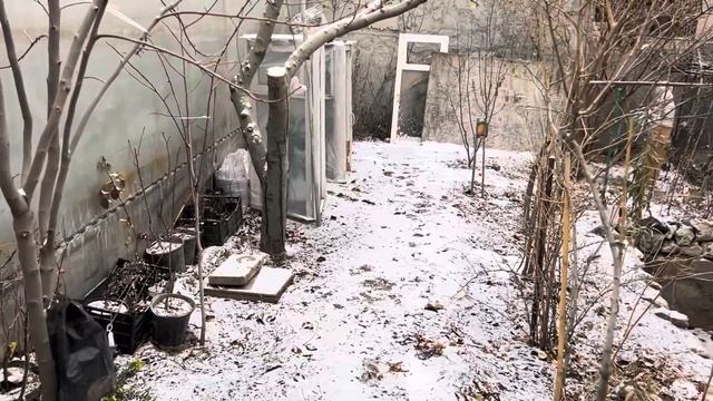 Зимовка цитрусовых на улице смотреть онлайн