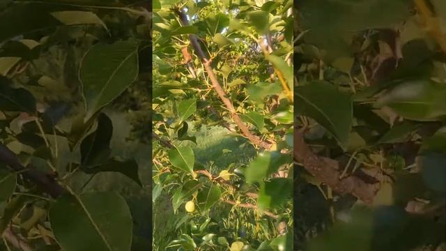 Яблоня каторую я хотела спилить дала  огромный  урожай