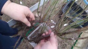 Получила посылку с саженцами из Садовода Крыма