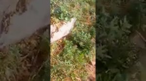 КАРТОФЕЛЬ ВЫРАЩИВАЕМ В ЯЩИКАХ БЕЗ ПОТЕРИ СИЛ И ВРЕМЕН?