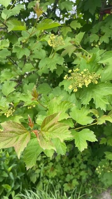 После этого тля на калине не появляется!!! смотреть онлайн