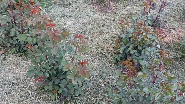 Мульчирование розария🌹 и майская клубника!🔥 смотреть онлайн