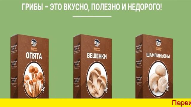 Домашняя Грибница Белых Грибов смотреть онлайн