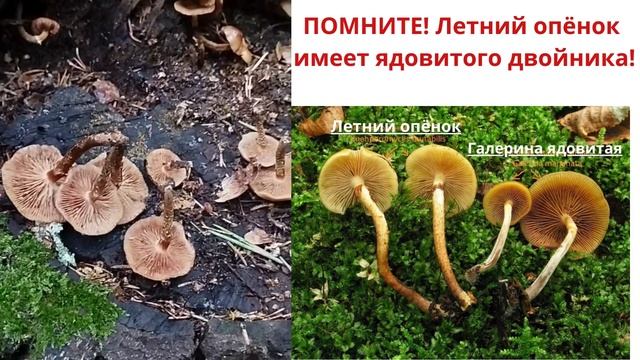 ПОМНИТЕ! Летний опёнок имеет ядовитого двойника! смотреть онлайн