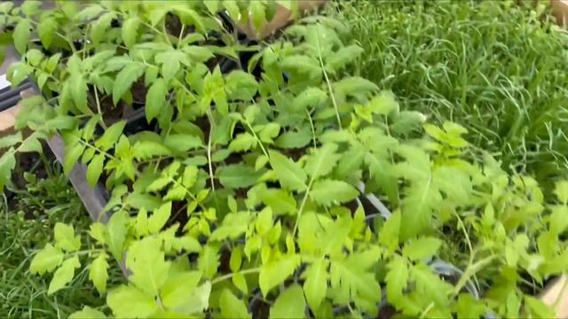 Высадила пекинскую капусту в теплицу. смотреть онлайн