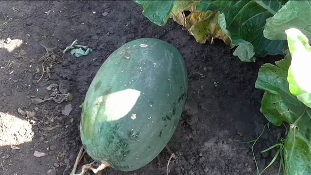 Последние арбузы