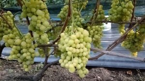 Виноград Золотые купола(Калугин В. М), Красавчик(Писан?