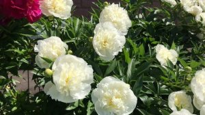 Мои лучшие сорта пионов в цвету