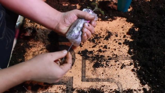 Пикировка томатов,- стаканчик VS пакет?! смотреть онлайн