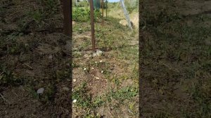 Пару слов про малину.Кастион, энросадира, прималба, ав?