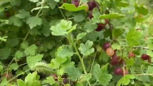 Крыжовник Белорусский розовый. 17 июня 2023 года. Самарск