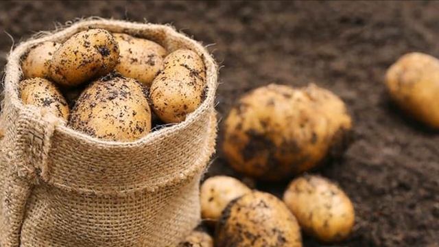 Когда и как выбирать картофель на посадку?