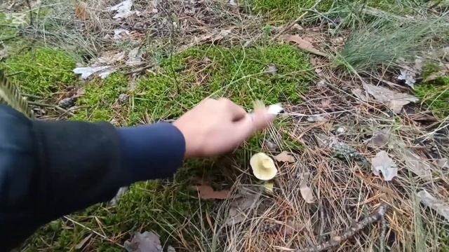 Куча Грибов. Зашёл в сосновый Лес. МАСЛЯТА ПОВСЮДУ. Час смотреть онлайн