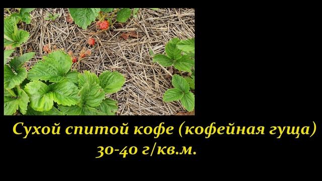 Клубника.Слизни.Спитой кофе.Проверено: слизней нет! смотреть онлайн