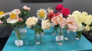 Выставка Пионов в Минске с 6-15 июня 2025 г. Первый зал. 1ч?