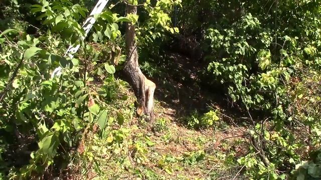 Молодильные яблоки | 2 серия - Обрезка яблонь, часть 1 | В смотреть онлайн