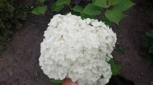 Гортензия Размноженная Весной Делением Куста Цветёт ?