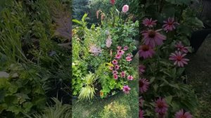 Нигелла не самый простой цветок для выращивания, хотя