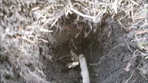 Как избавиться от кротов на участке? Способ найден!