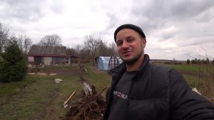 Как просто, удалить пень, при помощи аммиачной селитры