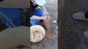 Выращивание грибов вешенки на соломе и опилках в дома?