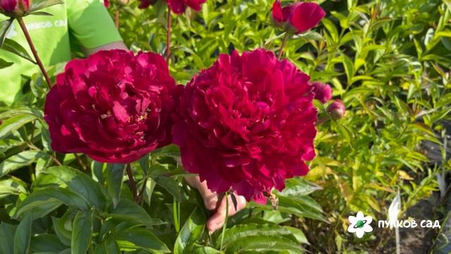 Innovation Peony. Инновэйшен пион. Пулков сад (2025 г.)