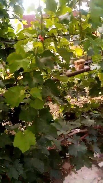 Какие пасынки можно оставить, чеканка лозы, нужна ли о? смотреть онлайн