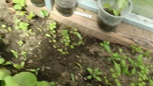 Обработка клубники от долгоносика.