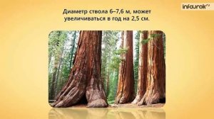 Голосеменные | Биология 6 класс #17 | Инфоурок