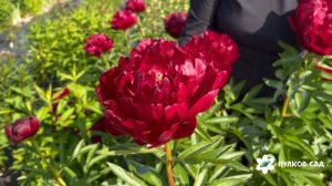 Пион Червонный Оксамит. Пулков сад (2025 г.)
