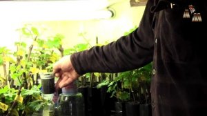 🍇 Выращивание саженцев винограда в емкостях - 2. Как о?