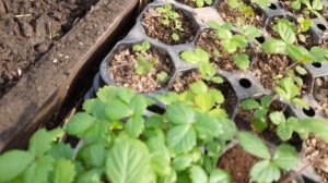 Выращивание ранней зелени и овощей в теплице. (Часть т?