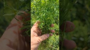 Бинарный посев чечевицы с пшеницей