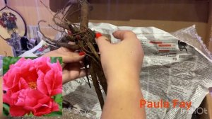 Распаковка посылки с пионами от Александра Жукова и п?