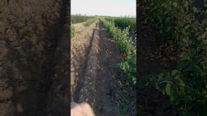 ☘️Обзор клонового подвоя груши айва ВА 29. Плюсы и мин?