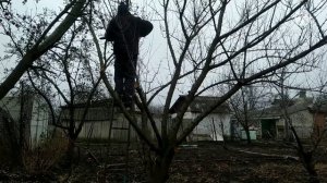 ОМОЛОЖЕНИЕ АБРИКОСА НЕСТАНДАРТНЫМ СПОСОБОМ.