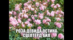 Роза Девида Остина Сцептерд Айл