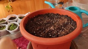 🌱🐞Сею Медовый 🌸АЛИССУМ!  Посев в Кашпо! Чтобы раньш?