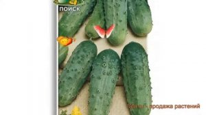 Огурец обыкновенный Парижский корнишон 🌿 обзор: как ?