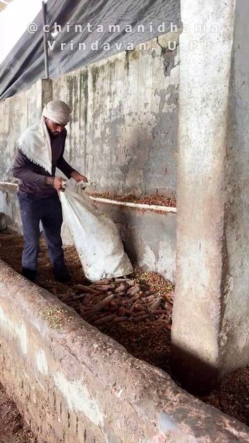 9 сентября. Начало Питри Пакши. Раздача овощей коровам и завтрака работникам гошалы смотреть онлайн