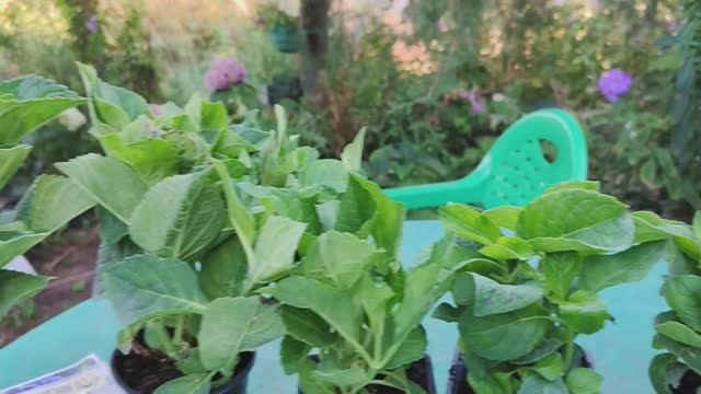 Обзор посылки с крупнолистными гортензиями из частного питомника #гортензии #цветы #обзорпосылки