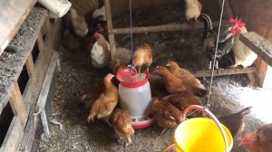 Юлия Миняева: заботливая мамаша, обзор моего птичьего