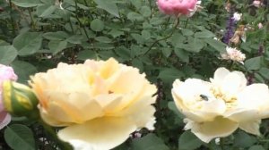 Продолжаю обзор розового сада в Сибири. Розы цветут