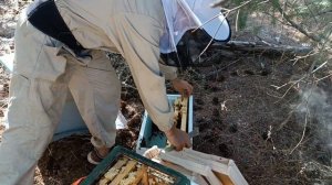 Чем хороша порода пчёл Бакфаст.Качаем мёд