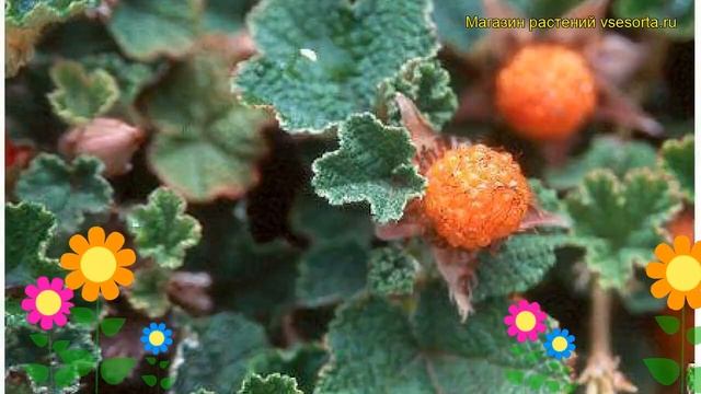 Малина обыкновенная Бети Эшбурнер. Краткий обзор, опи? смотреть онлайн