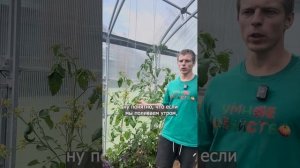 ПОЛИВ ТОМАТОВ ВО ВРЕМЯ СОЗРЕВАНИЯ